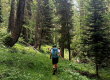 Two men hiking through a verdant forest in France